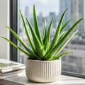 Aloe Vera Seeds