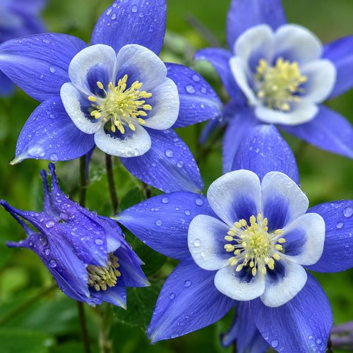 Aquilegia seeds