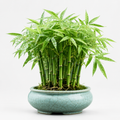 Bamboo Seeds