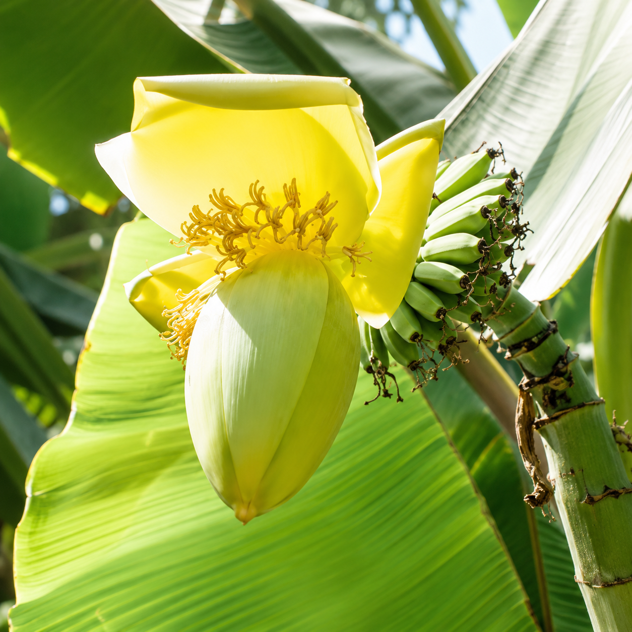 Banana Seeds