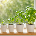 Basil Seeds