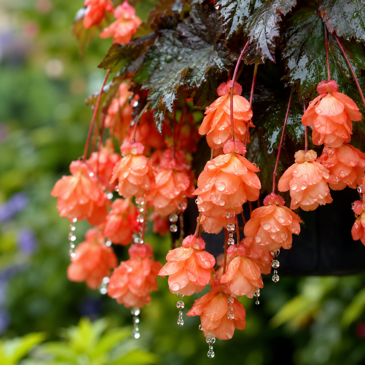 Begonia Seeds