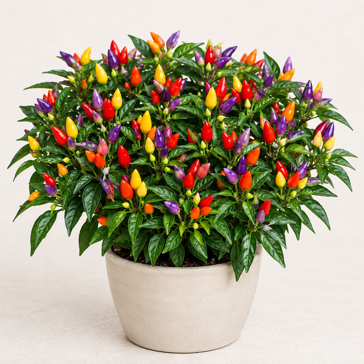 Bell Pepper / Colored Pepper Seeds