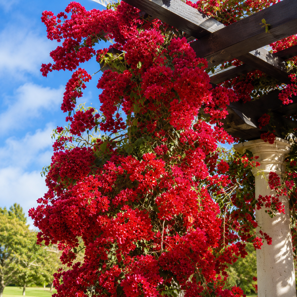 Bougainvillea seed