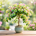 Bougainvillea Seeds