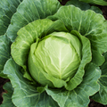 Cabbage Seeds