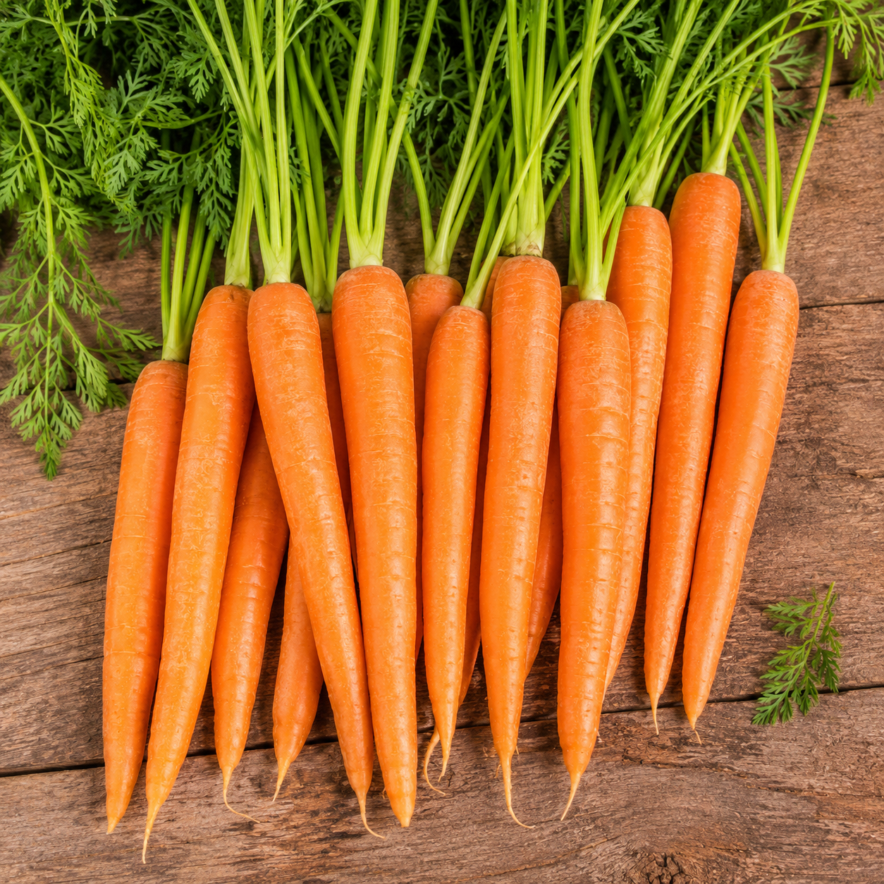 Carrot Seeds