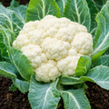 Cauliflower Seeds