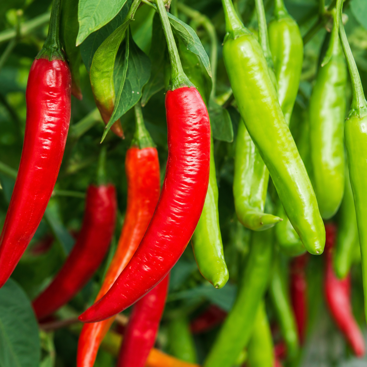 Chili Pepper / Bell Pepper Seeds