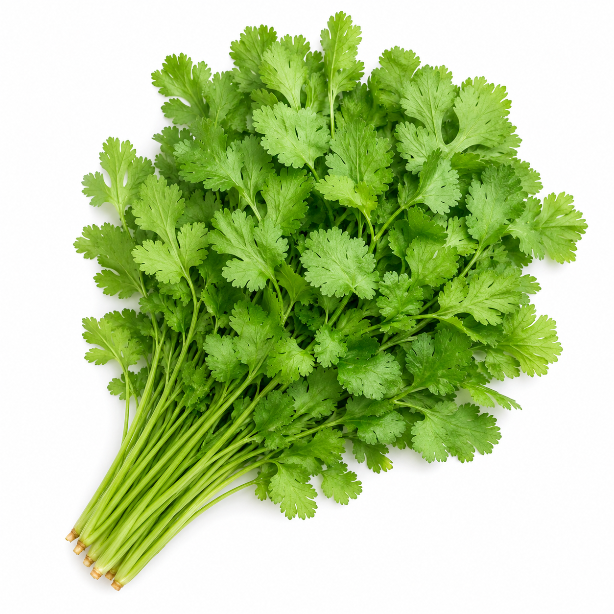 Cilantro / Coriander Seeds