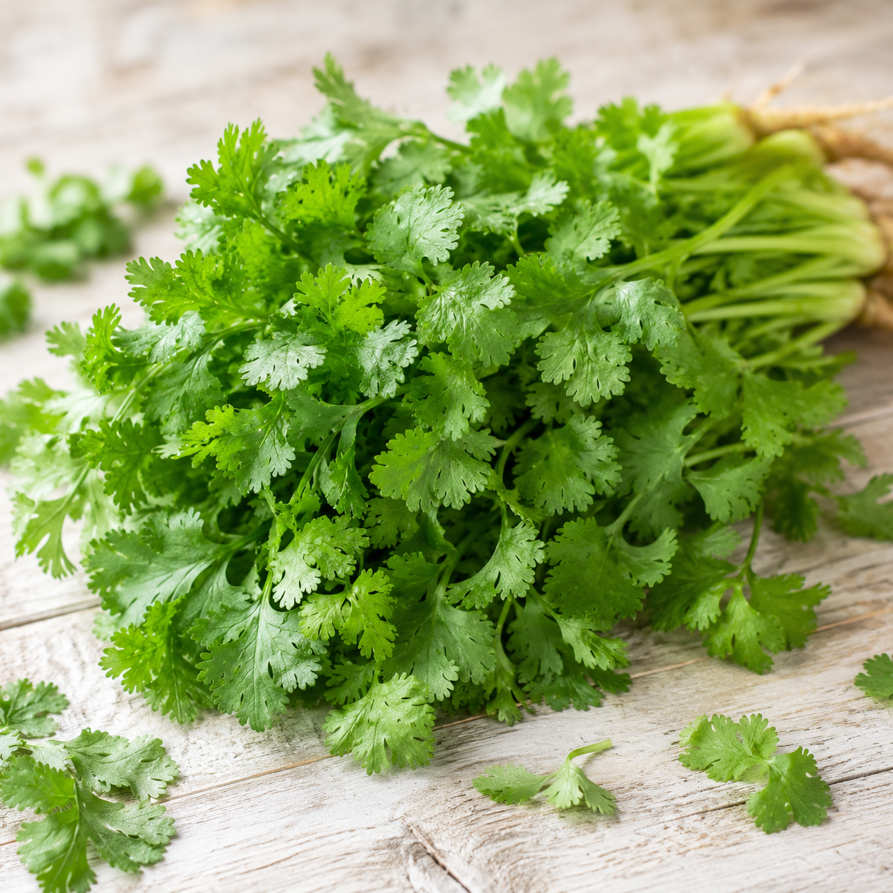 Cilantro / Coriander Seeds