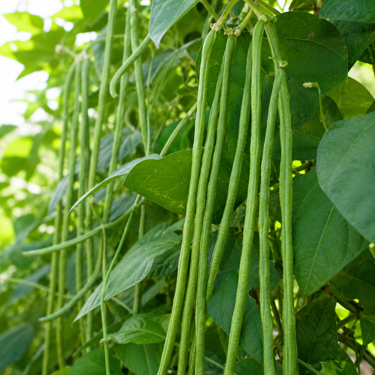 cowpea Seeds