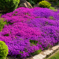 Creeping Thyme Seeds