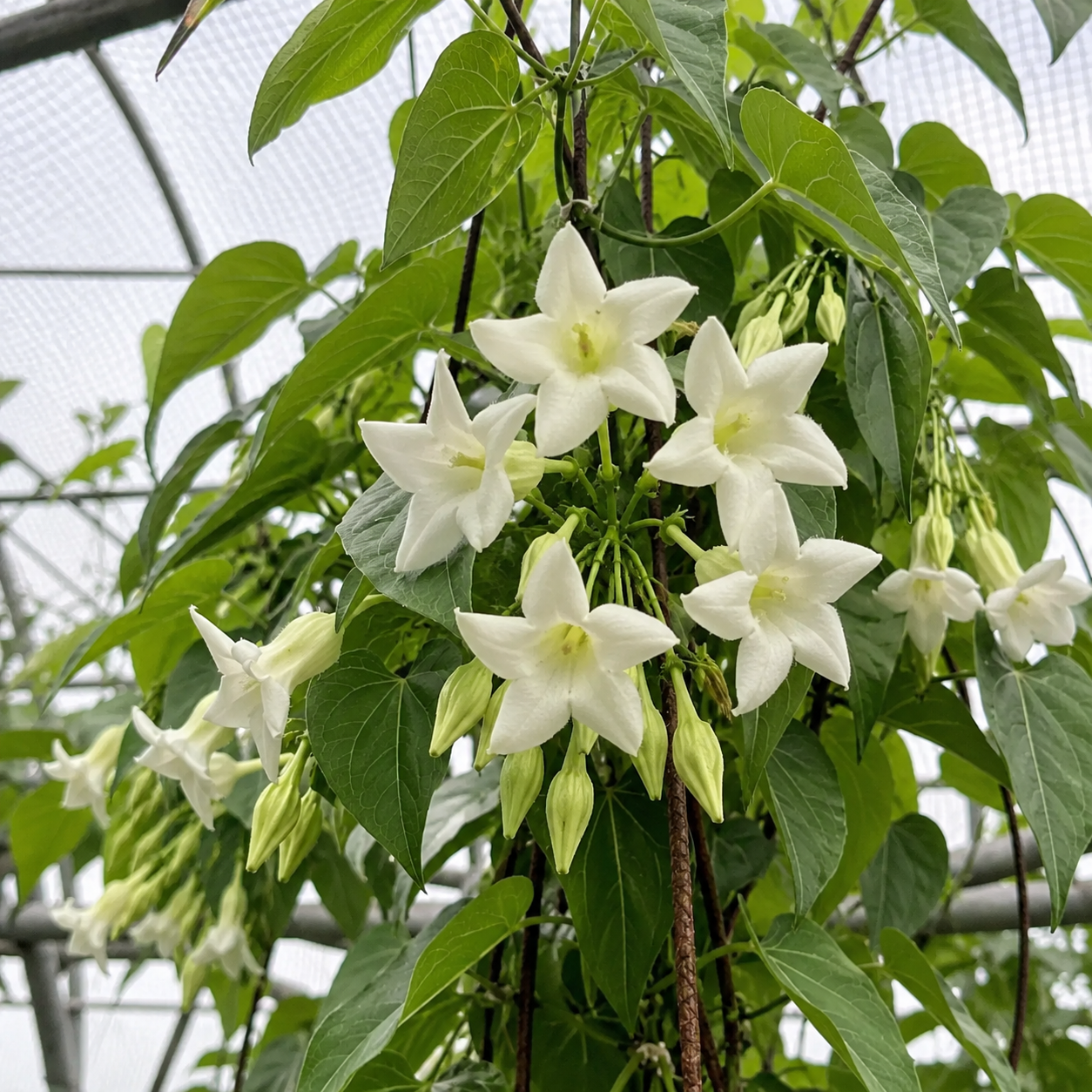 Datura Seeds