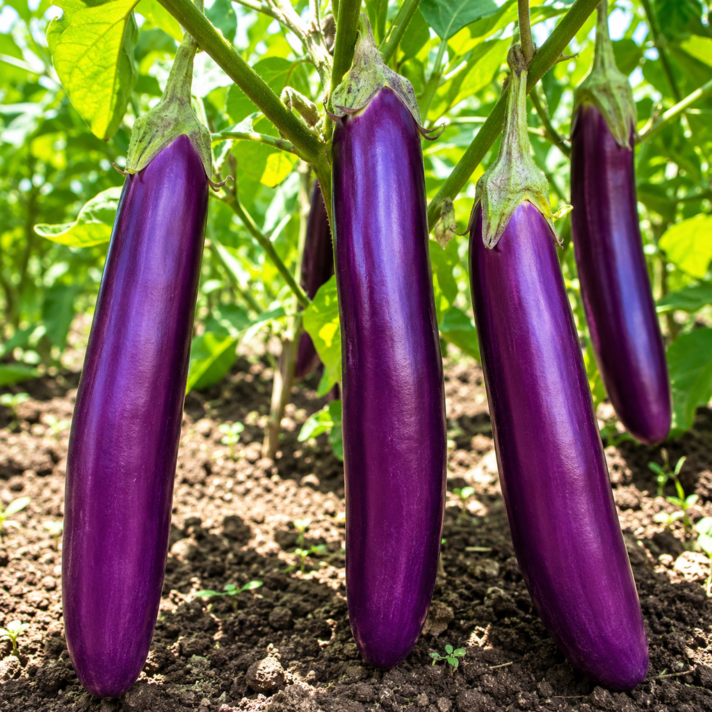 Eggplant Seeds