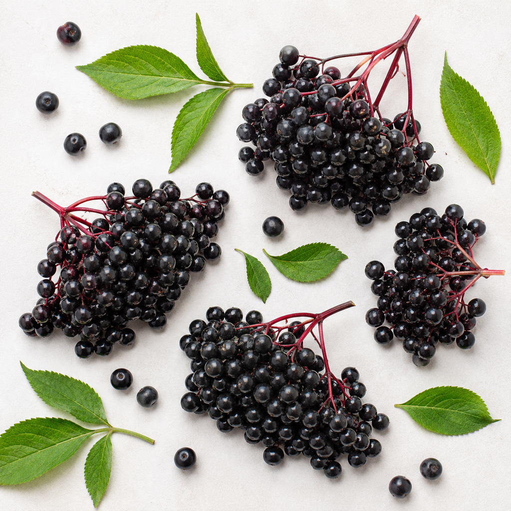 Elderberry Seeds