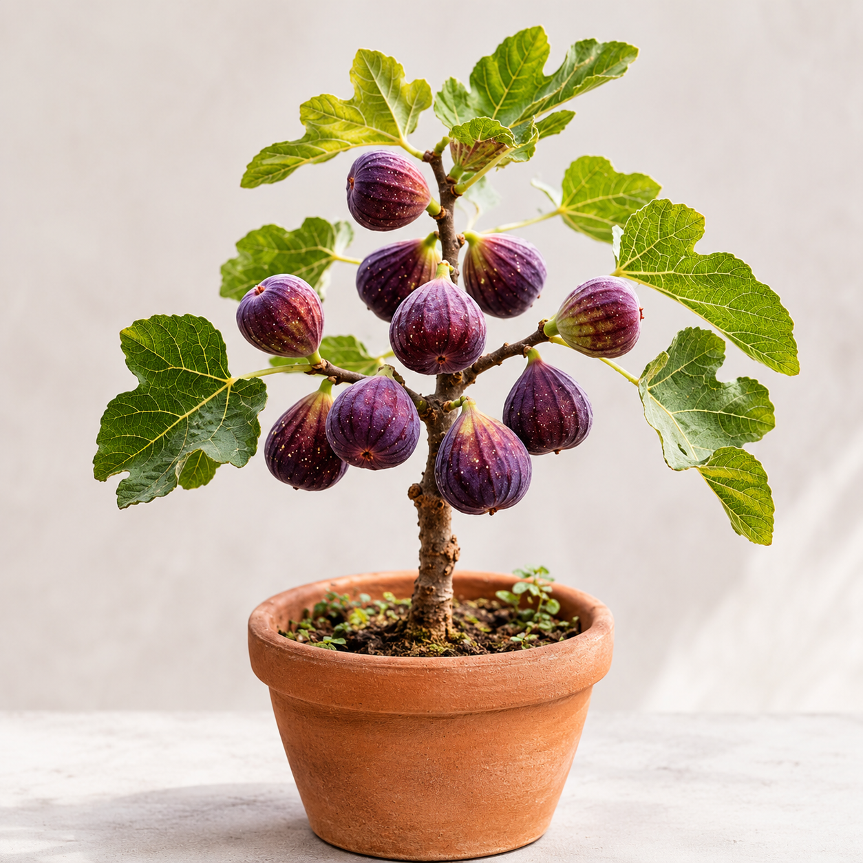 Fig Seeds