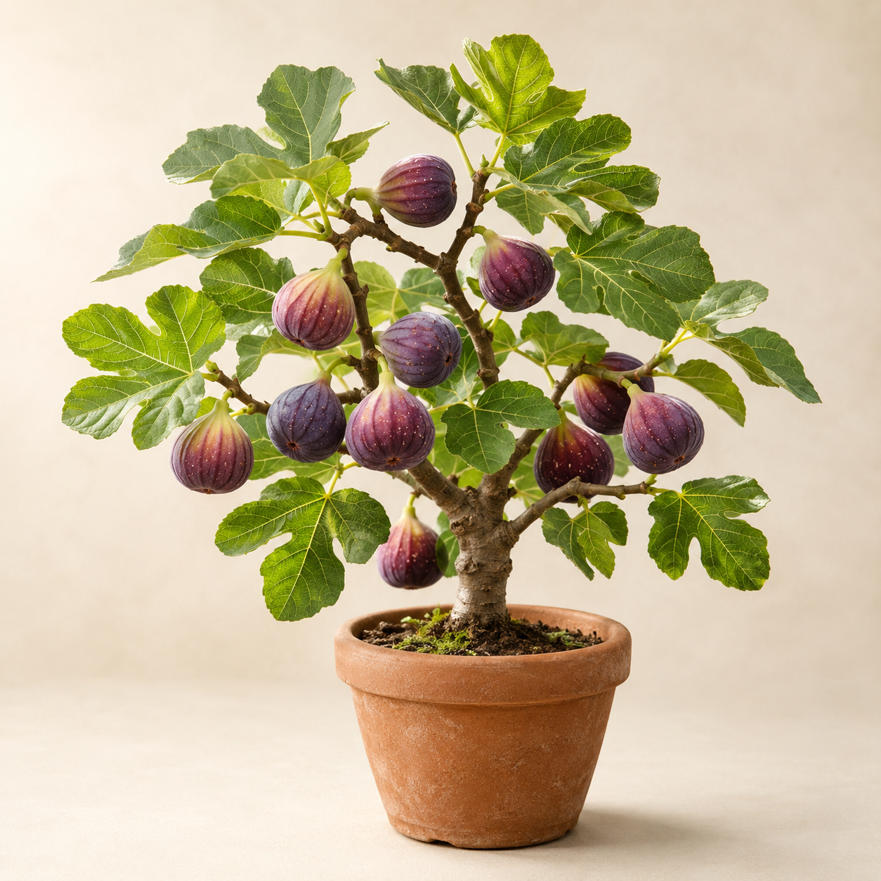 Fig Seeds