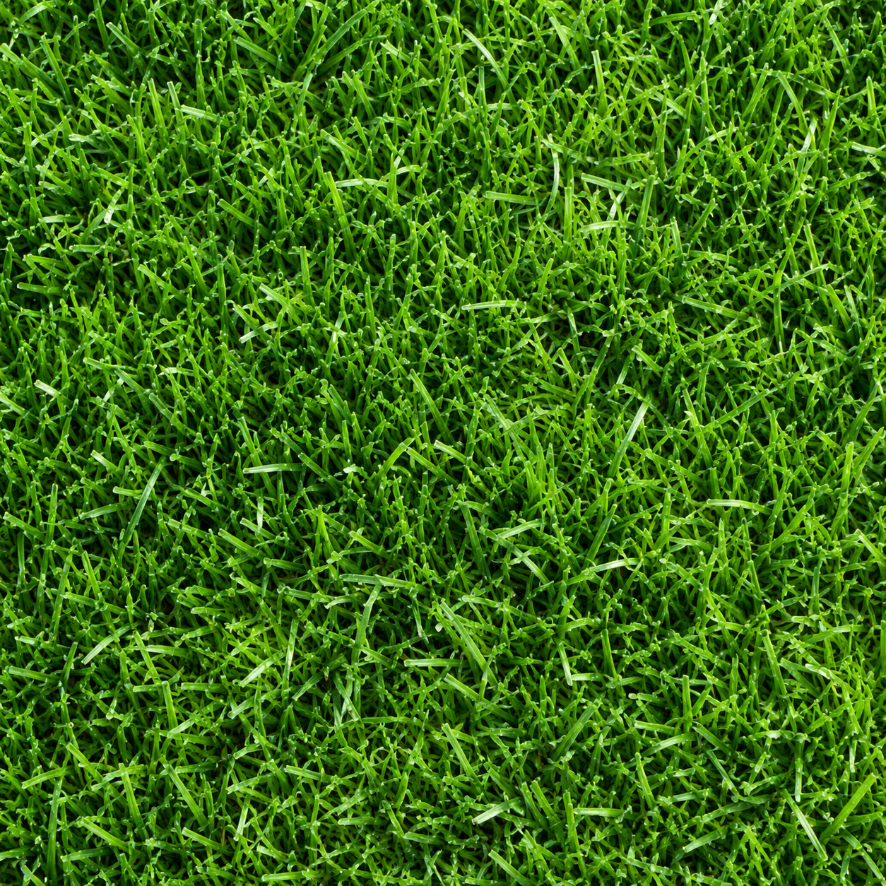Grass Seed