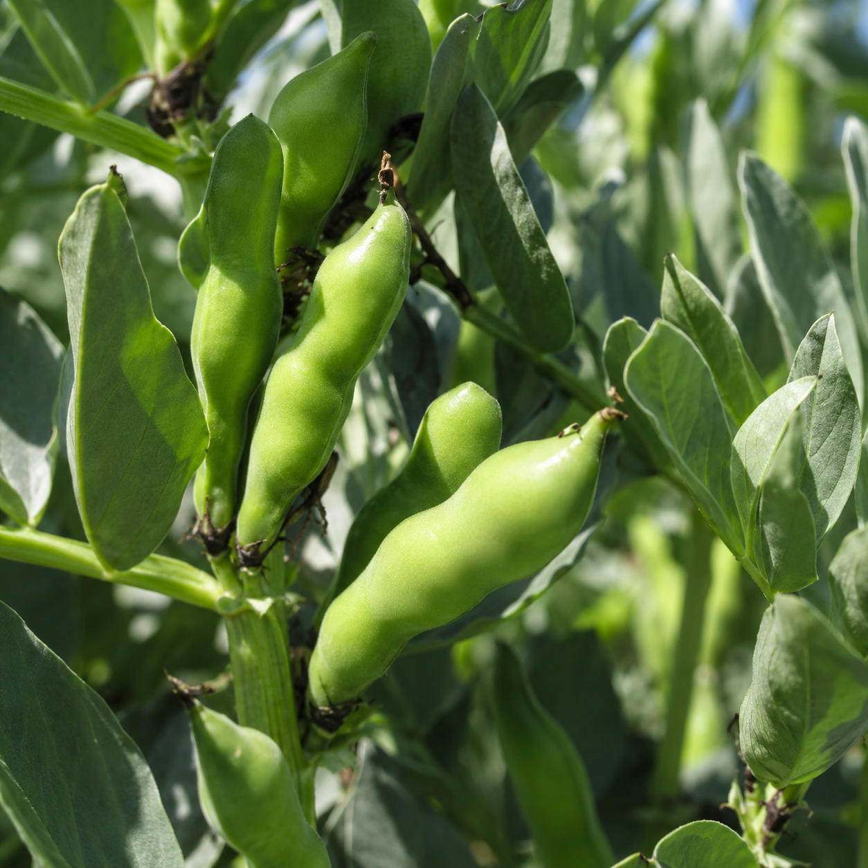 Green beans Seeds