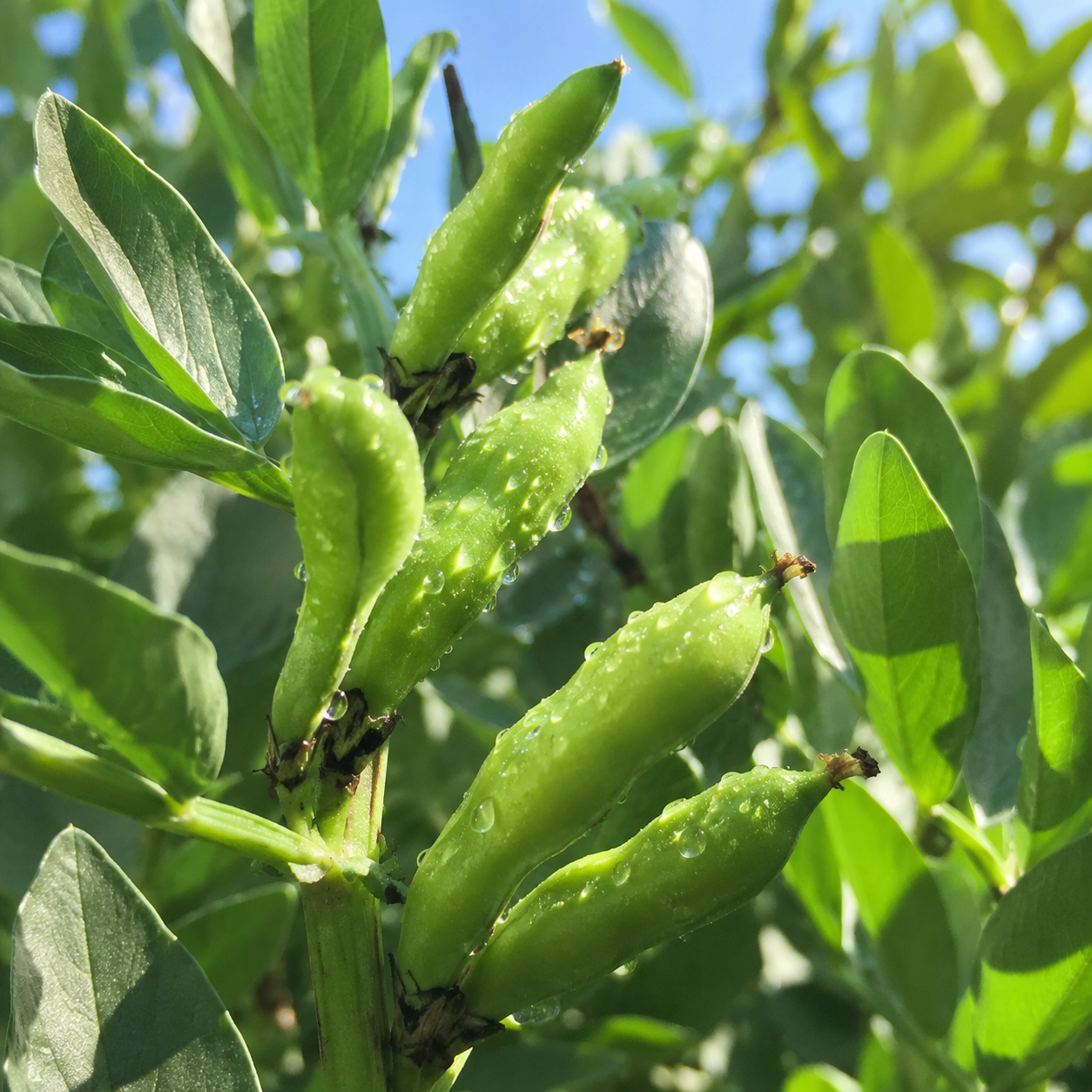 Green beans Seeds