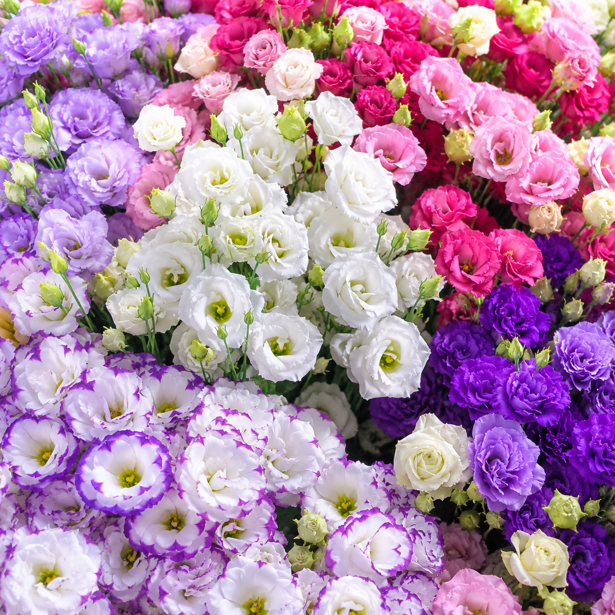 Gypsophila Seeds