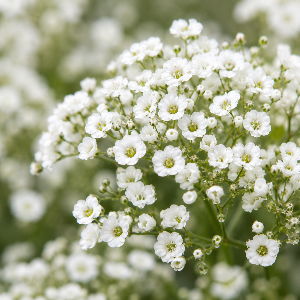 Gypsophila Seeds