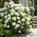 Gardenia Seeds